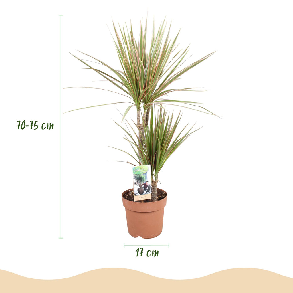 2× Dracaena marginata Bicolor (drakträd) – Ø17 cm, 70–75 cm hög