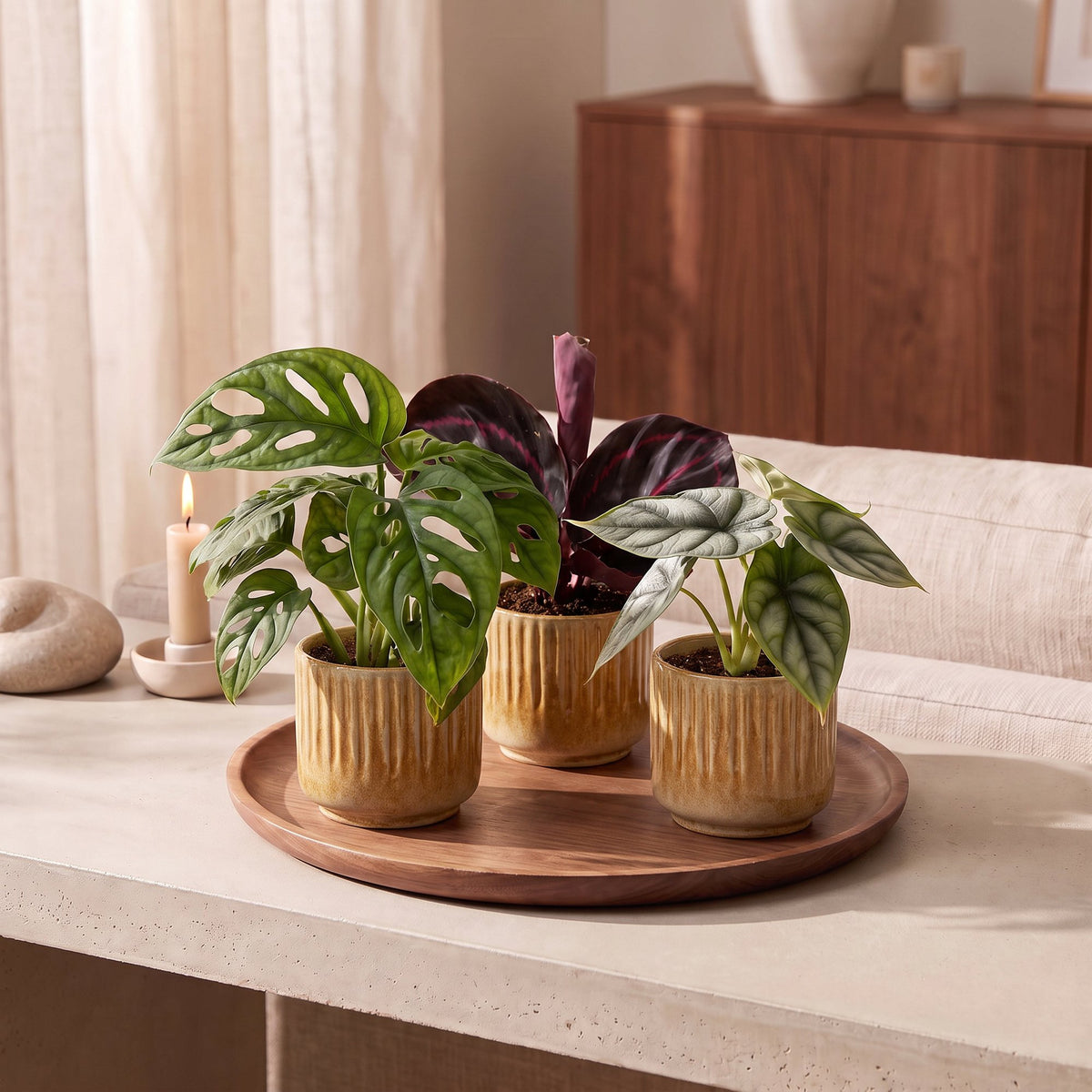 3× Babyplanter Jungle Mix incl. Linnea Honey – Ø6 cm, 10–15 cm høje – billede 3