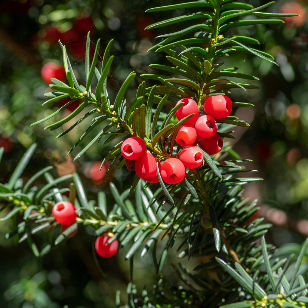 Taxus baccata – 6 Pflanzen, Ø 17 cm, 60 cm hoch – Bild 5