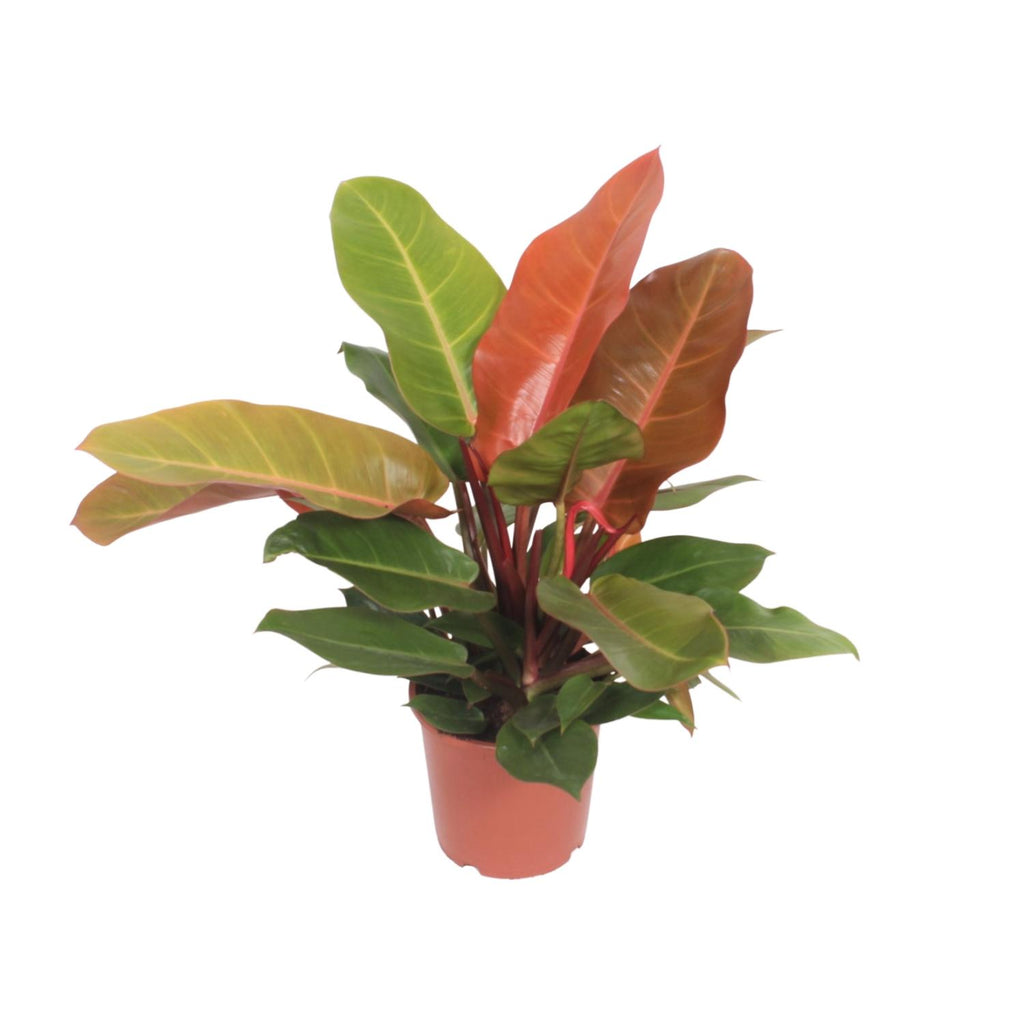 Philodendron Prince of Orange – Ø 17 cm, 45 cm hoch