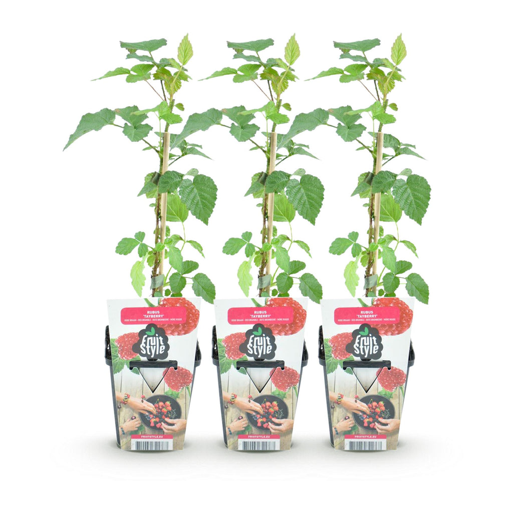 Rubus 'Tayberry' (taybes) – 3 planten, Ø9 cm, 35 cm hoog – foto 2