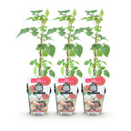 Rubus 'Tayberry' (taybes) – 3 planten, Ø9 cm, 35 cm hoog