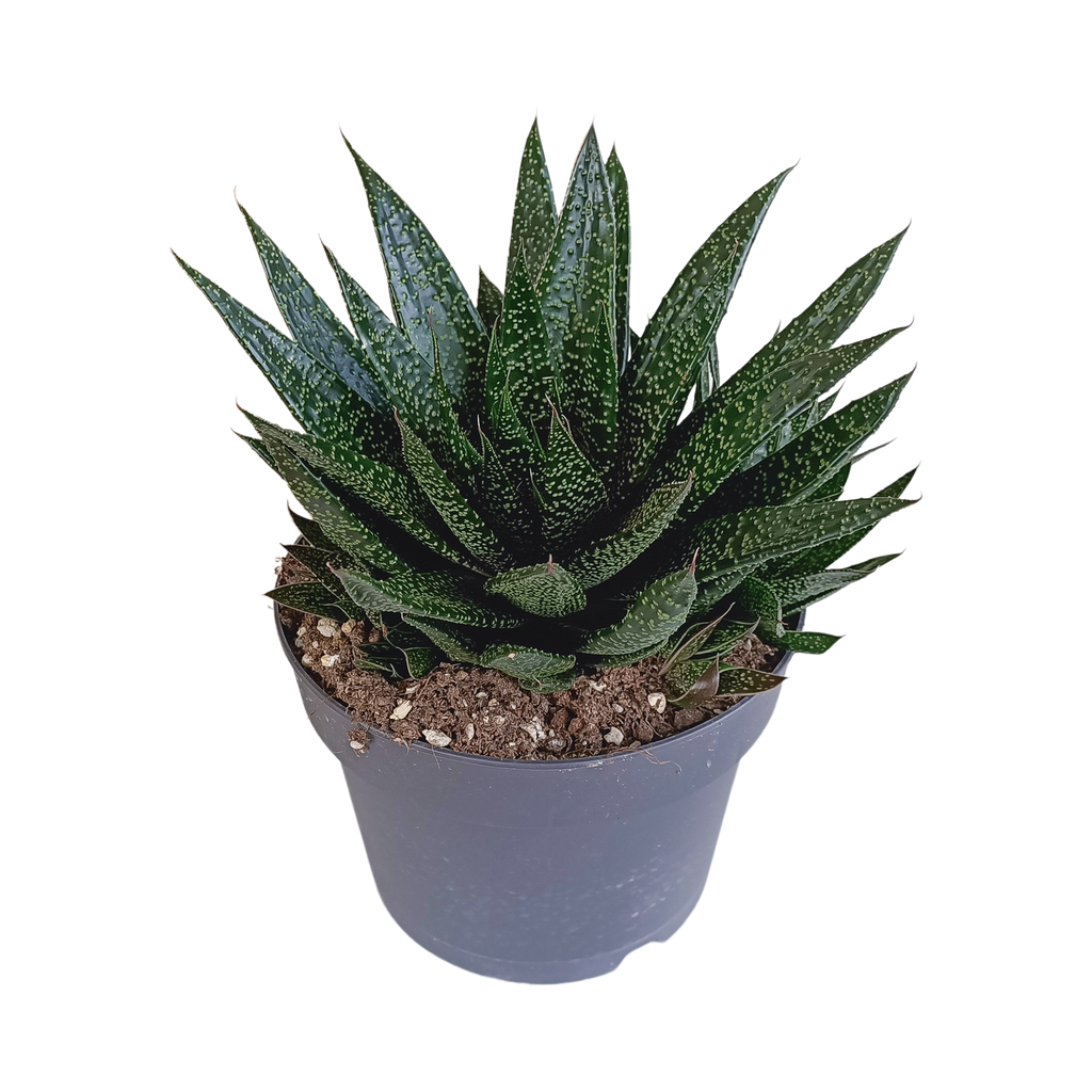 Gasteria 'd Due (Haworthia) – Ø17 cm, 35 cm høj