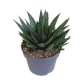 Gasteria 'd Due (Haworthia) – Ø17 cm, 35 cm høj
