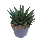 Gasteria 'd Due (Haworthia) – Ø17 cm, 35 cm høj