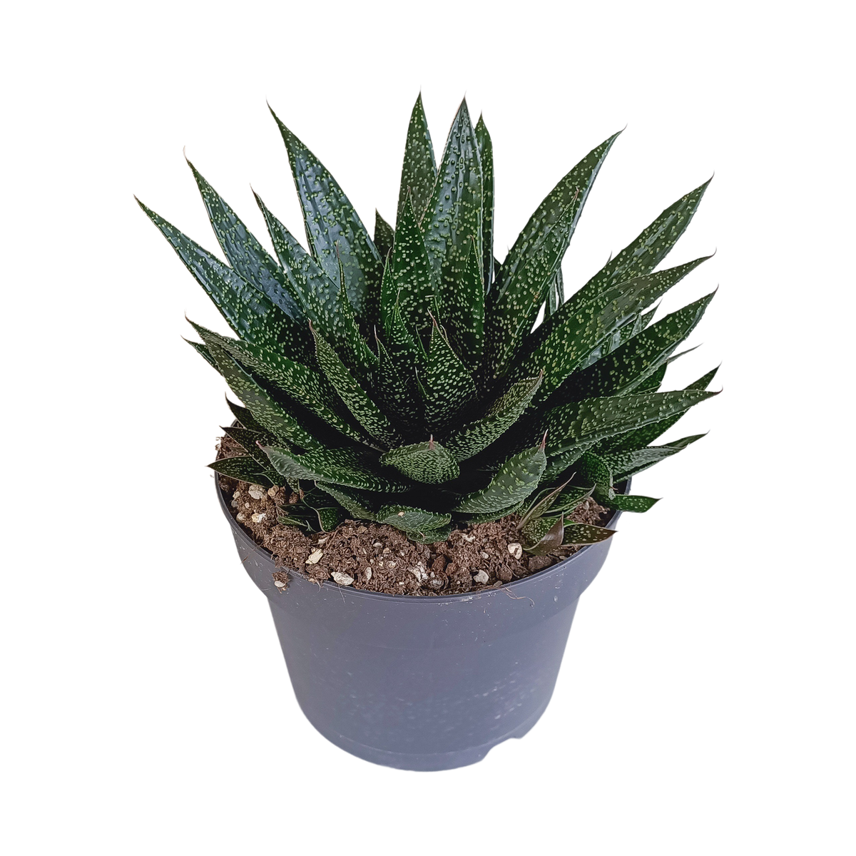 Gasteria 'd Due (Haworthia) – Ø17 cm, 35 cm høj