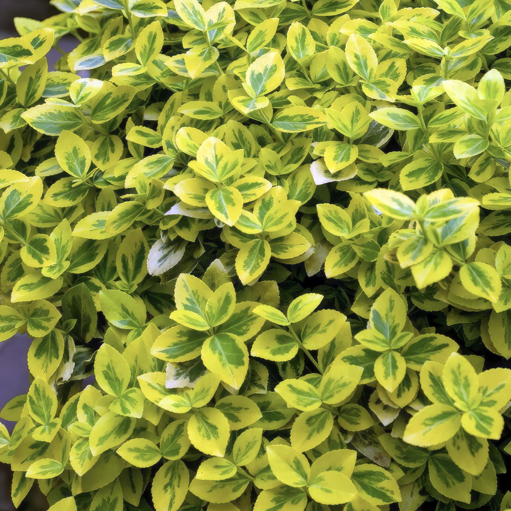 Euonymus fort. 'Emerald N Gold' (Kardinalsmuhr) – 12 Pflanzen, Ø9 cm, 10–25 cm hoch – Bild 5