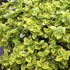 Euonymus fort. 'Emerald N Gold' (Kardinalsmuhr) – 12 Pflanzen, Ø9 cm, 10–25 cm hoch