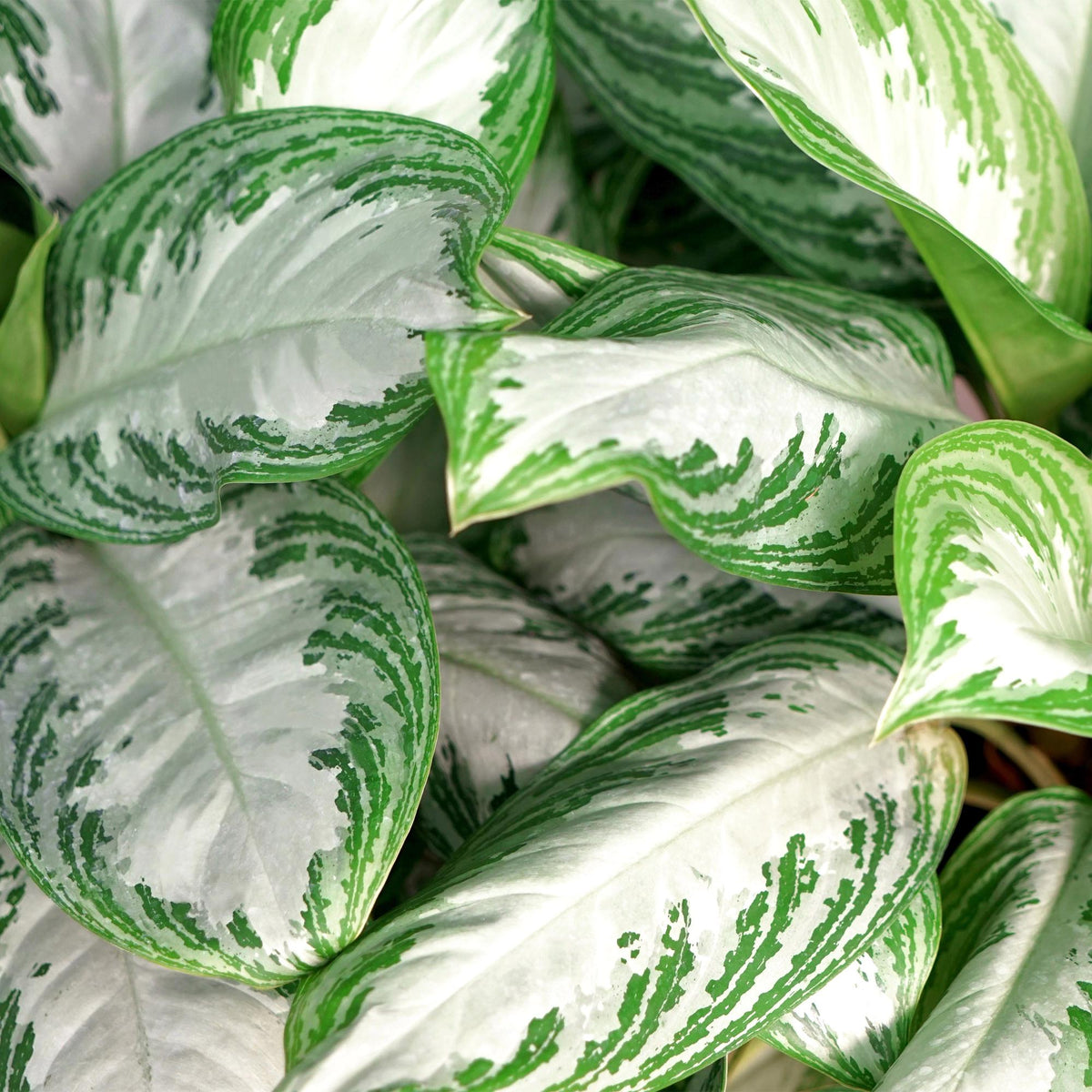 2× Aglaonema Silver Bay med kurv – Ø17 cm, 70–75 cm høj