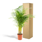 Areca palm (Dypsis) – Ø21 cm, 130 cm hoog