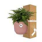 Asplenium Parvati i ELHO Vibes Fold 14 cm rosa (fågelvägg) – 25 cm hög