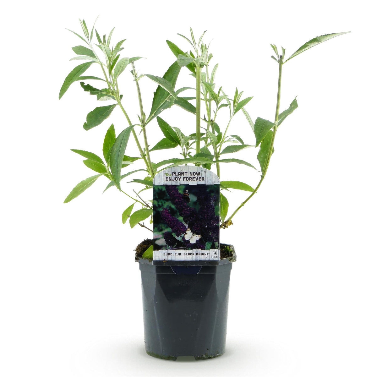 Buddleja davidii 'Black Night' (vlinderstruik) – paars – Ø17 cm, 45 cm hoog
