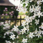 Clematis armandii 'Apple Blossom' (bosrank) – roze – Ø11 cm, 40 cm hoog