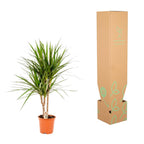 Dracaena marginata (dragetræ) – Ø17 cm, 90 cm høj