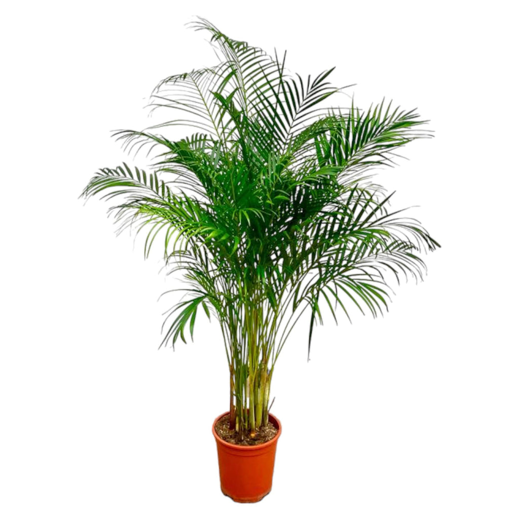 Areca Palm (Dypsis) – Ø27 cm, 160 cm hoog