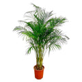 Areca Palm (Dypsis) – Ø27 cm, 160 cm hoog