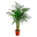 Areca Palm (Dypsis) – Ø27 cm, 160 cm hoog