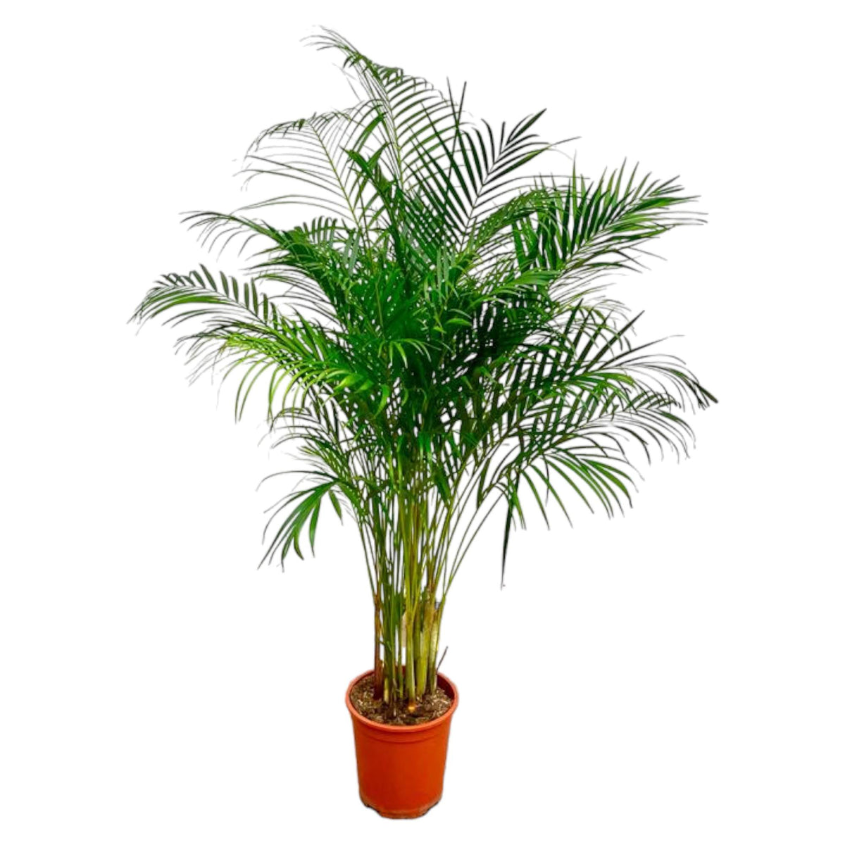 Palmier areca (Dypsis) – Ø27 cm, 160 cm de haut