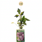 Clematis montana 'Mayleen' (clématite des montagnes) – rose clair – 4 plantes, Ø9 cm, 35 cm de haut