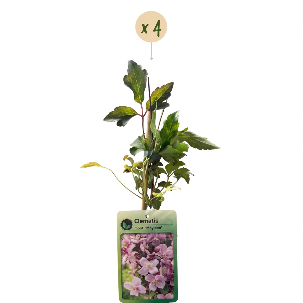Clematis montana 'Mayleen' (clématite des montagnes) – rose clair – 4 plantes, Ø9 cm, 35 cm de haut – photo 2