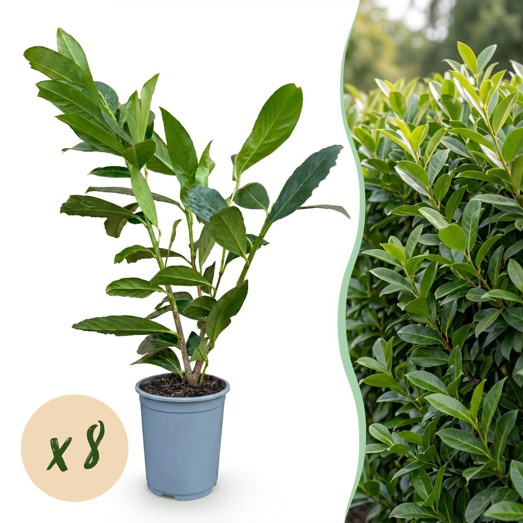 Prunus laurocerasus 'Caucasica' (Kirschlorbeer) – 8 Pflanzen, Ø9 cm, 25–35 cm hoch
