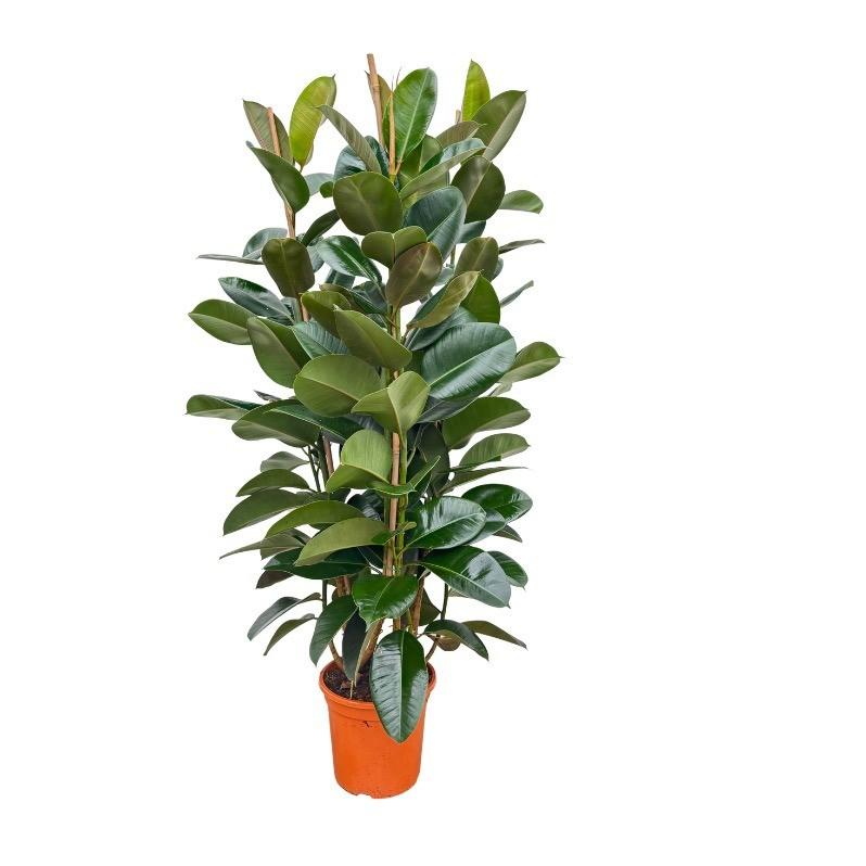 Ficus elastica Robusta struik (rubberplant) – Ø27 cm, 140 cm hoog