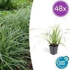 Carex morrowii 'Ice Dance' (starr) – 48 plantor, Ø 9 cm, 10–25 cm hög