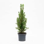 Picea glauca 'Perfecta' (Weihnachtsbäumchen) – 3 Pflanzen, Ø9 cm