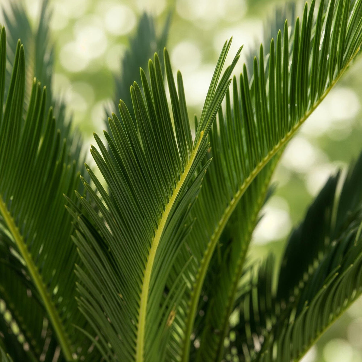 Cycas revoluta (palmebregne) – Ø17 cm, 55–65 cm høj – art. 54719