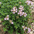 Thymus praecox minor (creeping thyme) – pink – 6 plants, Ø11 cm, 15–25 cm high