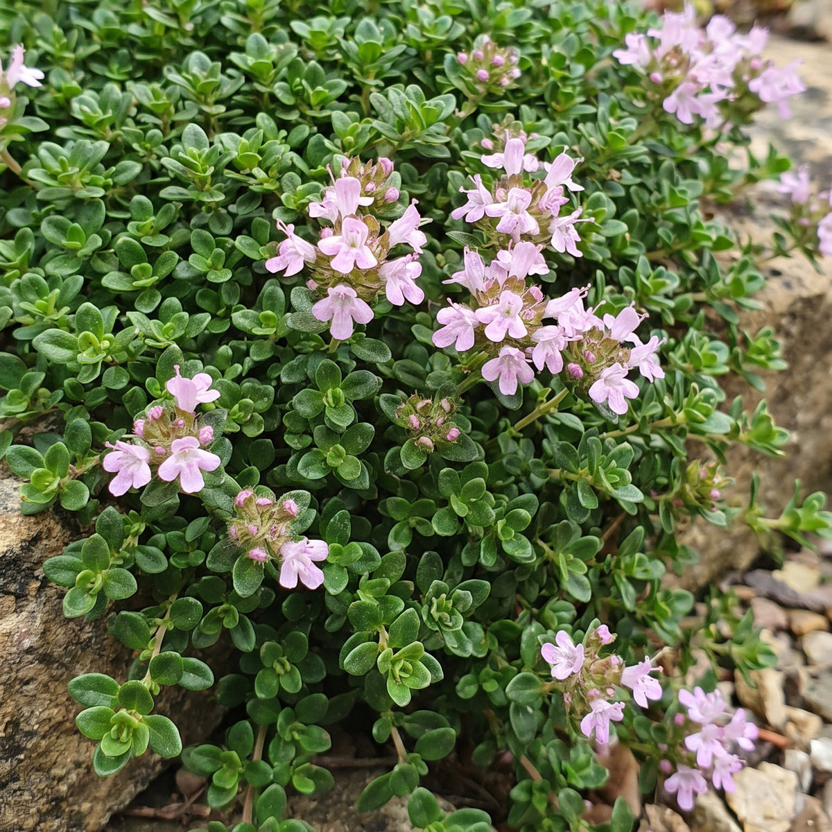 Thymus praecox minor (kruiptijm) – roze – 6 planten, Ø11 cm, 15–25 cm hoog