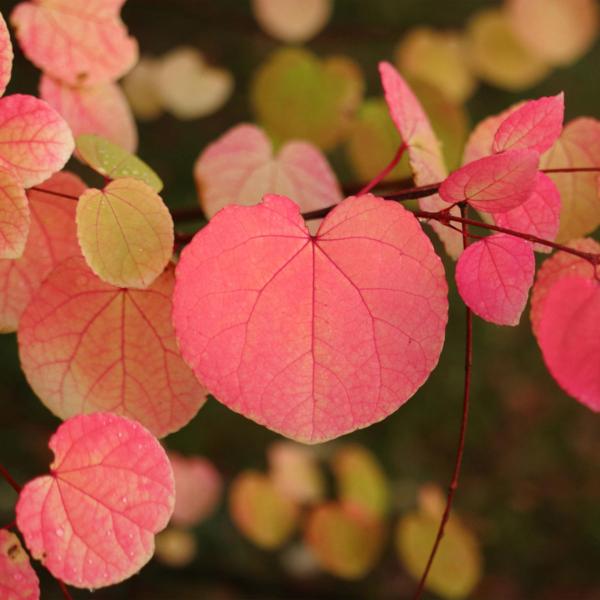 Cercidiphyllum japonicum (katsuraboom) – Ø12 cm, 35 cm hoog