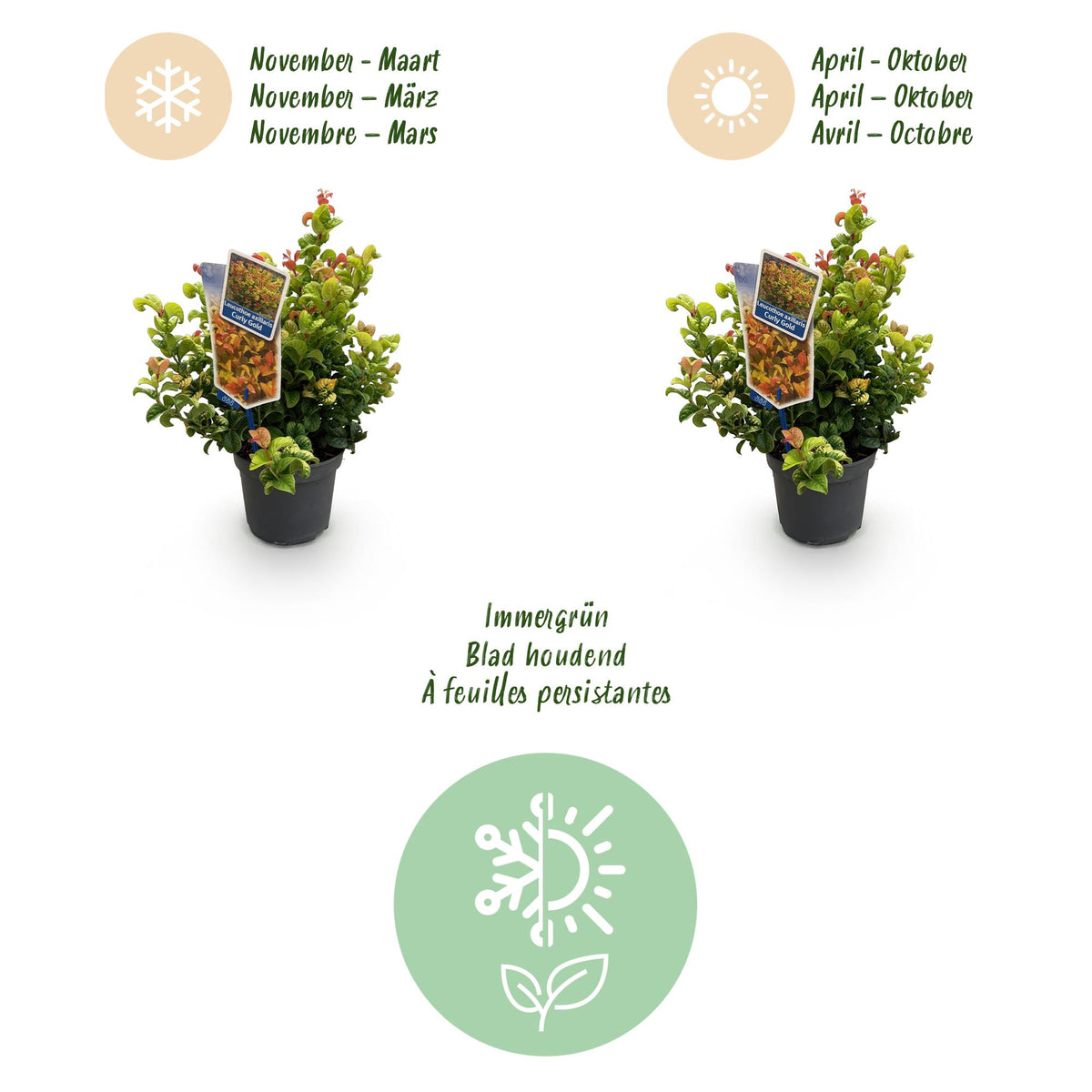 Leucothoe 'Curly Gold' – gul – 2 planter, Ø17 cm, 40 cm høj – billede 9
