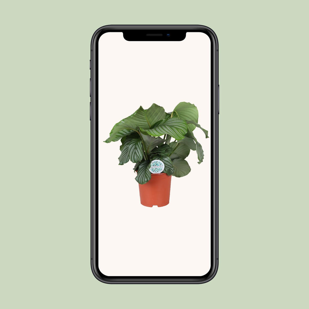 Calathea orbifolia – Ø21 cm, 65 cm hoog