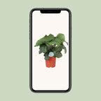 Calathea orbifolia – Ø21 cm, 65 cm hoog