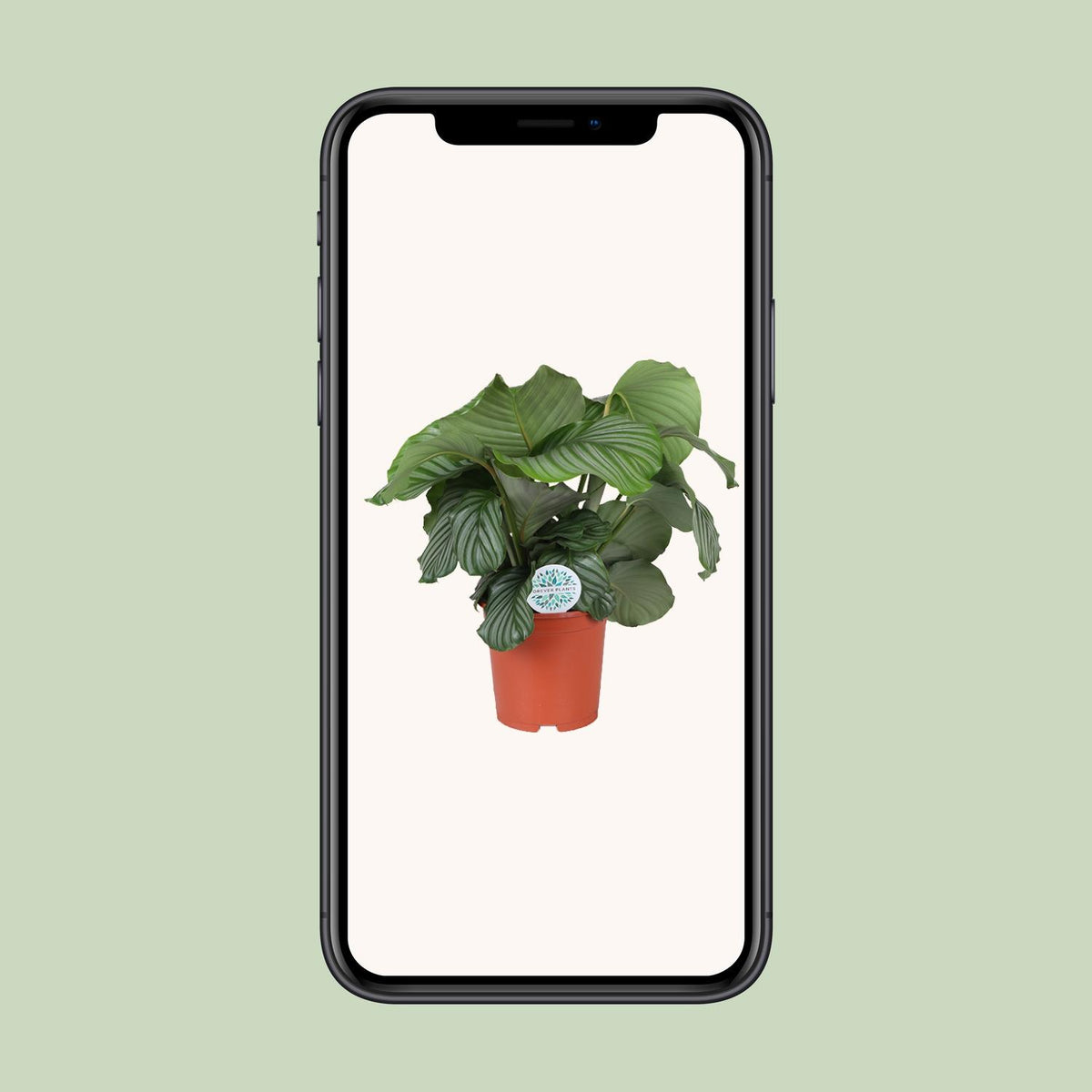 Calathea orbifolia – Ø21 cm, 65 cm høj