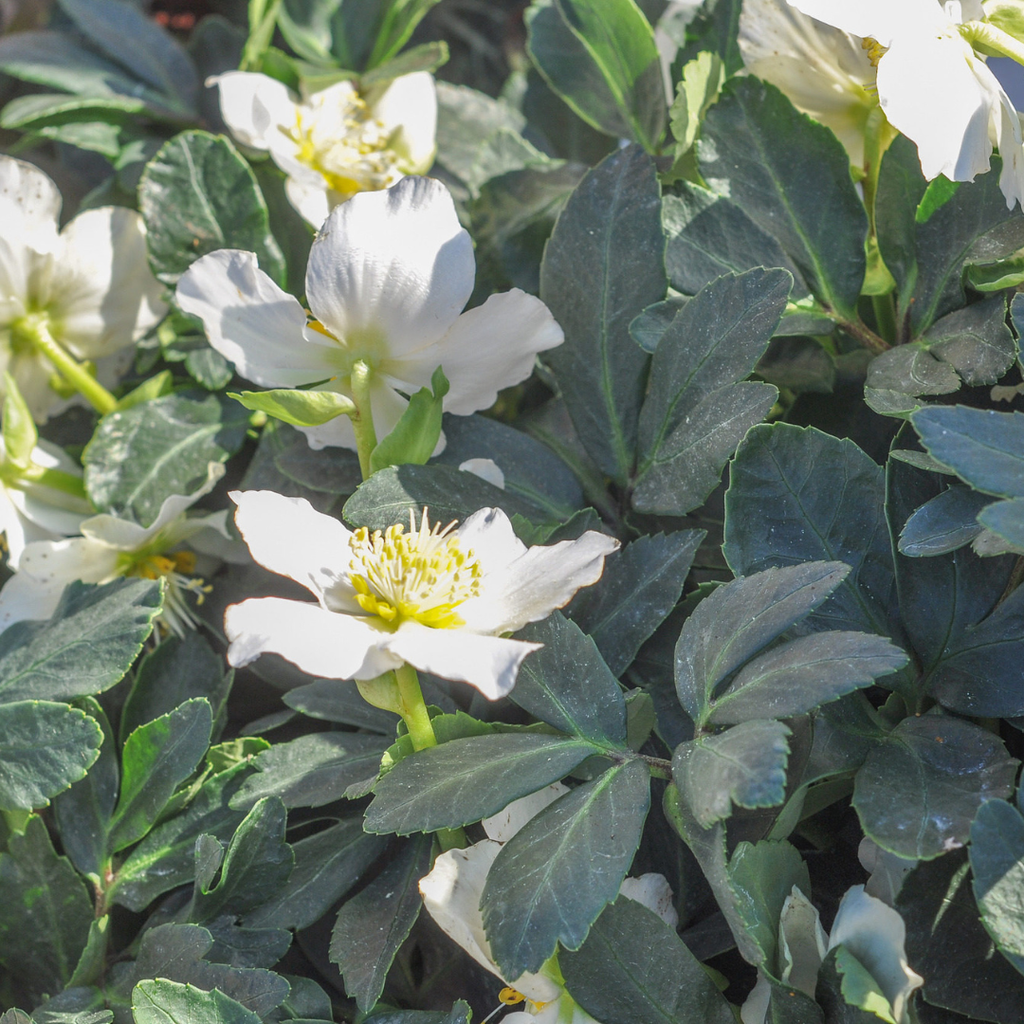 Helleborus orientalis (Christrose) – 24 Pflanzen, Ø9 cm, 10–25 cm hoch – Bild 7