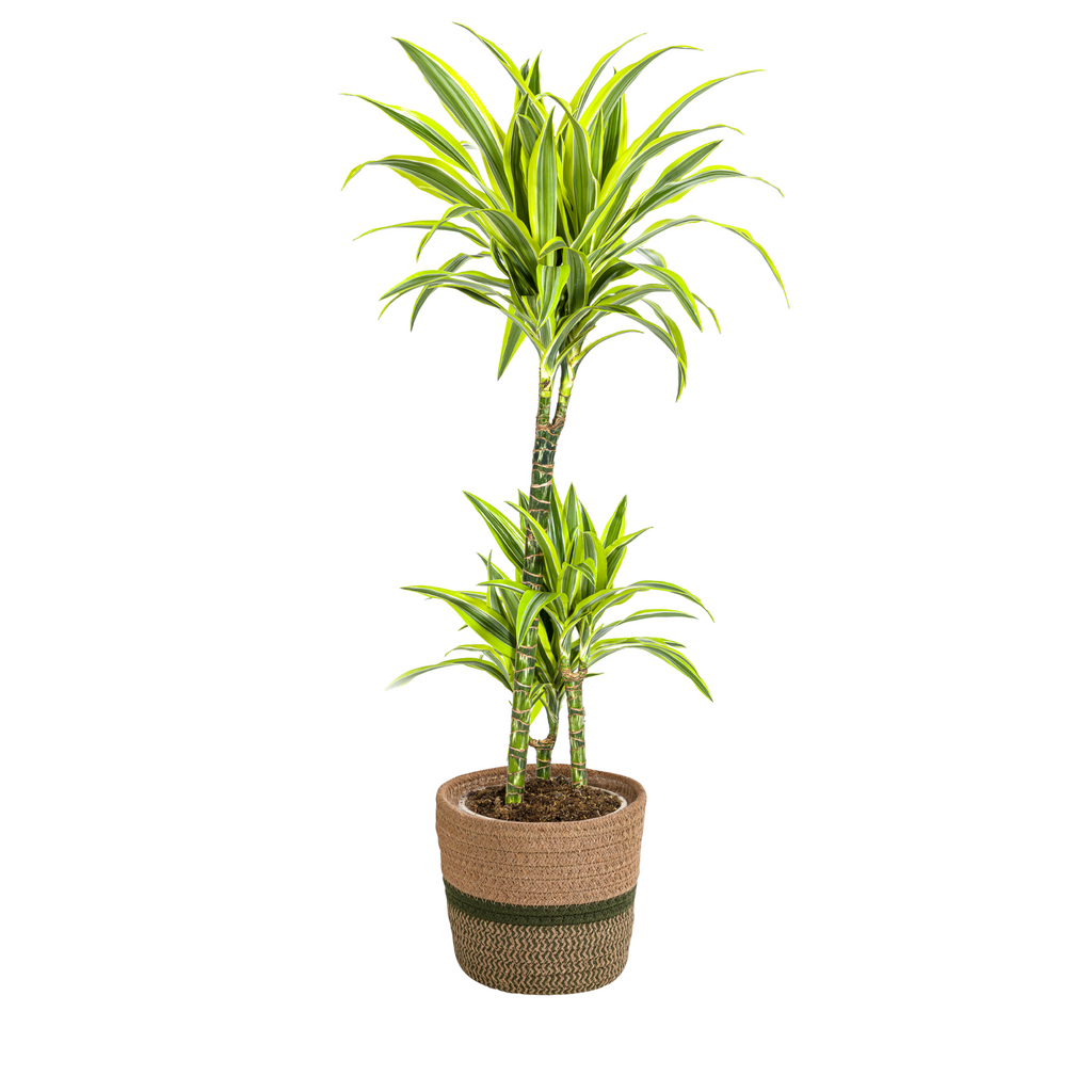 Dracaena Deremensis Lemon Lime (drakenboom) met mand – Ø21 cm, 90–110 cm hoog
