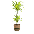 Dracaena Deremensis Lemon Lime (drakenboom) met mand – Ø21 cm, 90–110 cm hoog