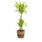 Dracaena Deremensis Lemon Lime (drakenboom) met mand – Ø21 cm, 90–110 cm hoog