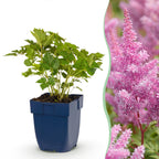 Astilbe chin. 'Pumila' (astilbe) – violet – 12 plants, Ø11 cm, 15–25 cm de haut