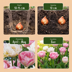 Tulpe 'Double Sensation' – 24 Blumenzwiebeln (Zwiebelgröße 11/12)
