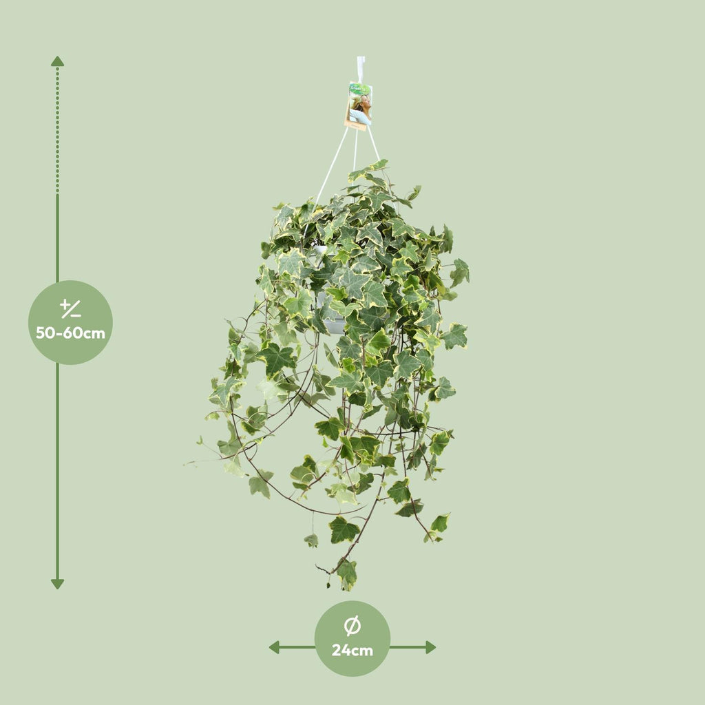 Hedera Helix Gold Child (klimop) – Ø24 cm