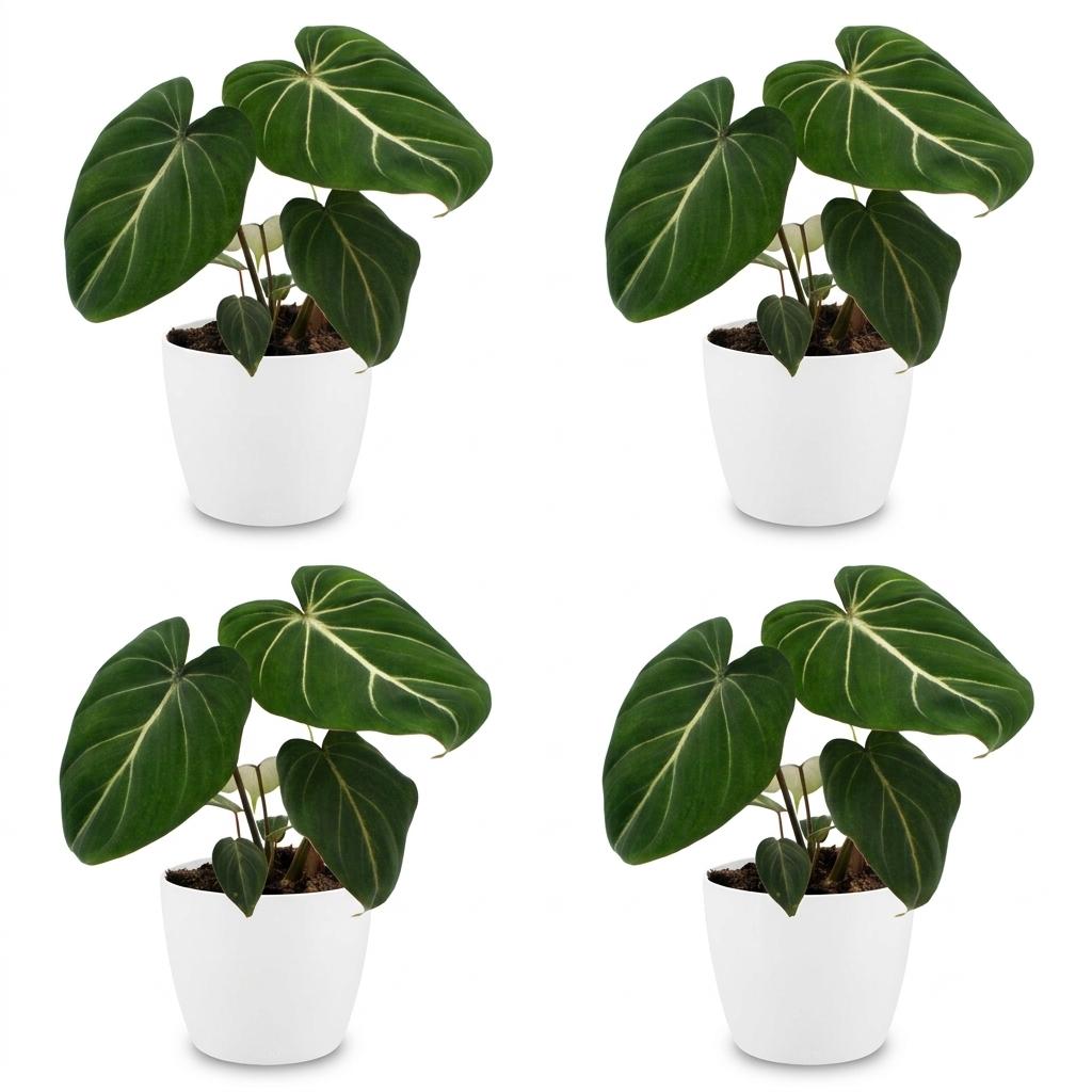 4× Philodendron gloriosum im weißen dekorativen Tontopf – Ø 12 cm, 25 cm hoch