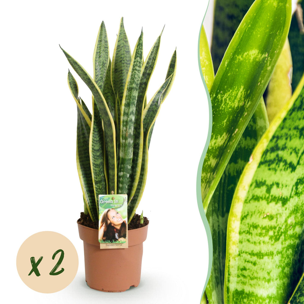 2× Sanseveria Laurentii (Sansevieria) – Ø17 cm, 60–70 cm hoog