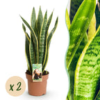 2× Sanseveria Laurentii (Sansevieria) – Ø17 cm, 60–70 cm hoog