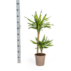 Dracaena Deremensis Rikki (arbre dragonnier) – Ø19 cm, 70–90 cm de haut