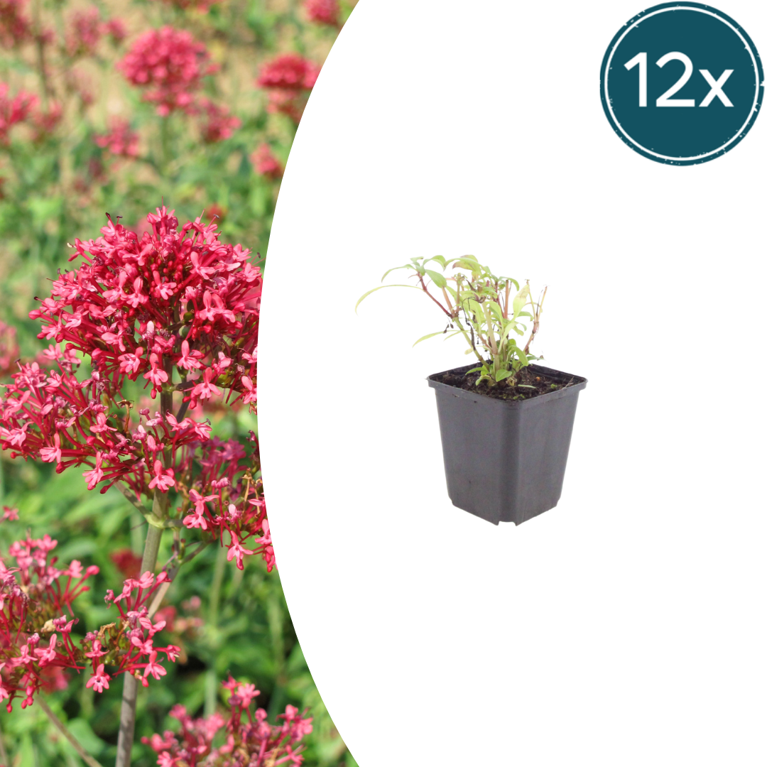 Centranthus ruber 'Coccineus' (spoorbloem) – 12 planten, Ø9 cm, 10–25 cm hoog