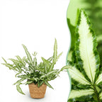 Pteris cretica Albolineata (ptéris-fougère) avec panier – Ø12 cm, 20 cm de haut