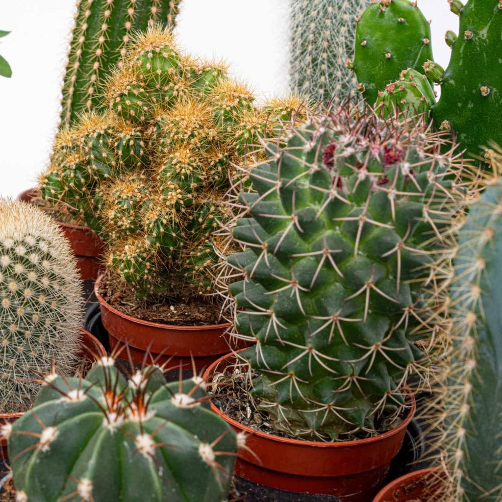 Lot de 6 cactus en mini-pots en céramique Madrid – Ø 6 cm, 8–12 cm de haut
